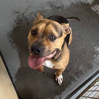 Rescue American Bulldog Dogs for Adoption in Lake Panasoffkee, Florida - Rumchata | PetCurious