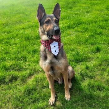Rescue German Shepherd Dog Dogs for Adoption in Lucas, Texas - MAX GS | PetCurious