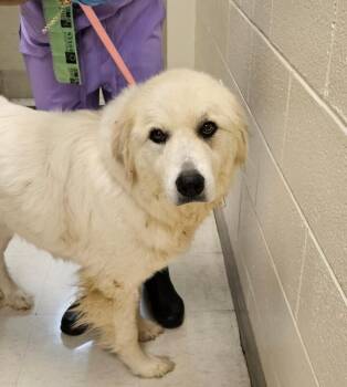 Haven -  Great Pyrenees Dog for Adoption in Disputanta, Virginia - Haven | PetCurious