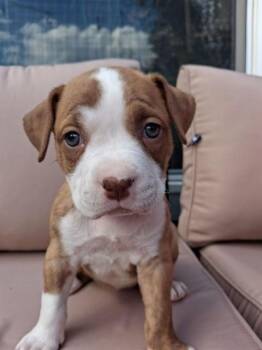 MISSY -  Pit Bull Terrier and Mixed Breed Dog for Adoption in Colorado Springs, Colorado - MISSY | PetCurious