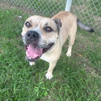 Nyla D46458 -  English Bulldog and Mixed Breed Dog for Adoption in Corsicana, Texas - Nyla D46458 | PetCurious