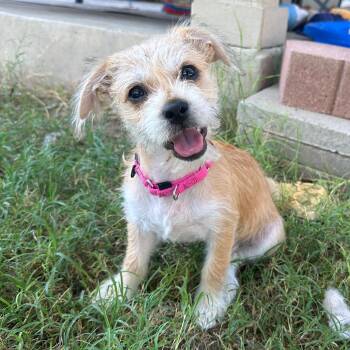 Annie -  Shih Tzu and Poodle Dog for Adoption in Corpus Christi, Texas - Annie | PetCurious