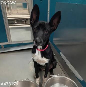 NEFERET -  Pharaoh Hound and Mixed Breed Dog for Adoption in Oklahoma City, Oklahoma - NEFERET | PetCurious