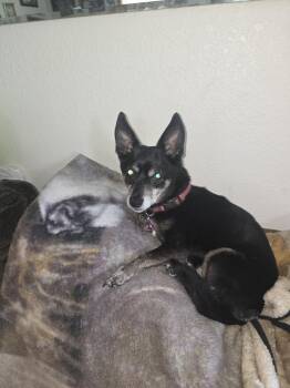 Chihuahua and Miniature Pinscher Dogs Available for Adoption in South Bend, Indiana - Sassy | PetCurious