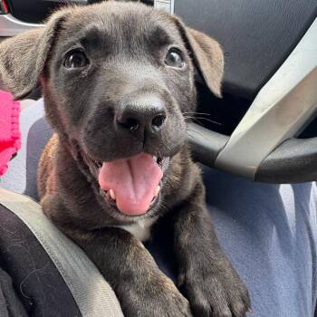 Pit Bull Terrier Dogs Available for Adoption in Los Angeles, California - Nova | PetCurious