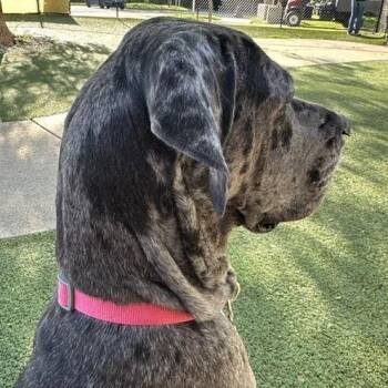 Great Dane and Mixed Breed Dogs Available for Adoption in Indianapolis, Indiana - Clare | PetCurious