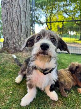Lark -  Terrier and Dachshund Dog for Adoption in Gloversville, New York - Lark | PetCurious