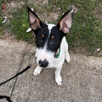 Owen 26-07-042 -  Bull Terrier and Australian Cattle Dog Blue Heeler Dog for Adoption in Bastrop, Texas - Owen 26-07-042 | PetCurious