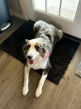 Australian Shepherd Dogs Available for Adoption in Yukon, Oklahoma - Barry | PetCurious