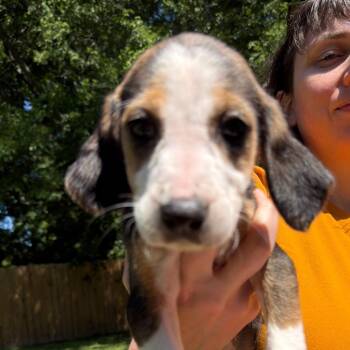 Hound Dogs Available for Adoption in Richmond, Virginia - Marcia | PetCurious
