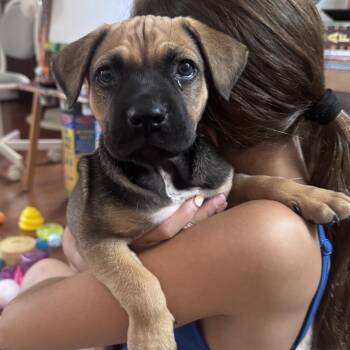 Boots -  Wheaten Terrier and Terrier Dog for Adoption in Escondido, California - Boots | PetCurious