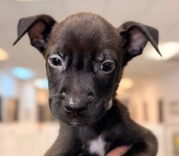 Picasso -  Chihuahua and Mixed Breed Dog for Adoption in Los Angeles, California - Picasso | PetCurious