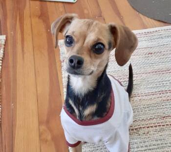 Chihuahua Dogs Available for Adoption - Rosie | PetCurious