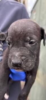 Terrier and Mixed Breed Dogs Available for Adoption - Chewy | PetCurious