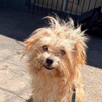 Mighty Moe -  Terrier Dog Available for Adoption in Philadelphia, Pennsylvania - Mighty Moe | PetCurious