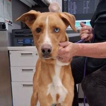 Apollo -  German Shepherd Dog and Mixed Breed Dog for Adoption in Lake Havasu City, Arizona - Apollo | PetCurious
