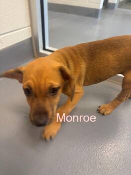 Labrador Retriever Dogs Available for Adoption in Hilton Head Island, South Carolina - Monroe | PetCurious