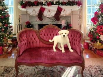 Rescue Great Pyrenees Dogs for Adoption in Wolcott, Connecticut - Hope | PetCurious