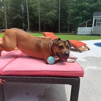 Compass Rose -  Hound and Mixed Breed Dog for Adoption in Savannah, Georgia - Compass Rose | PetCurious
