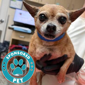 Mookie -  Chihuahua and Mixed Breed Dog for Adoption in Lakeland, Florida - Mookie | PetCurious