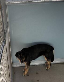 Willow -  German Shepherd Dog and Mixed Breed Dog for Adoption in Fresno, California - Willow | PetCurious
