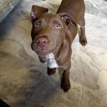 Mixed Breed Dogs Available for Adoption in Summerlee, West Virginia - Billy | PetCurious