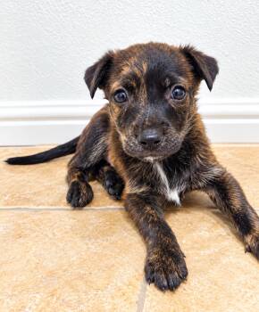 AXEL -  Mixed Breed Dog for Adoption in Harlingen, Texas - AXEL | PetCurious