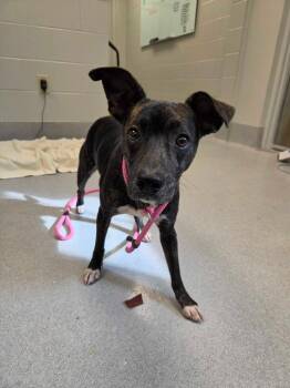 Wiz Khalifa -  Mixed Breed Dog for Adoption in Chillicothe, Ohio - Wiz Khalifa | PetCurious