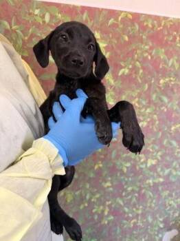 Centaur -  American Staffordshire Terrier and Mixed Breed Dog for Adoption in San Antonio, Texas - Centaur | PetCurious