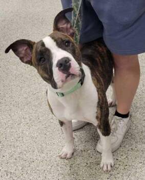 Sorrell -  Pit Bull Terrier and Mixed Breed Dog for Adoption in Kansas City, Missouri - Sorrell | PetCurious