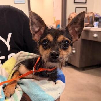 Saint -  Chihuahua Dog for Adoption in Tampa, Florida - Saint | PetCurious