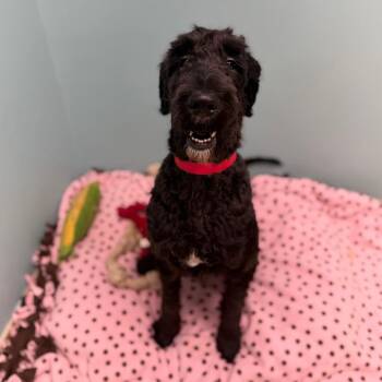 Ace -  Poodle Dog for Adoption in Columbus, Georgia - Ace | PetCurious