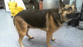 A1266879 -  German Shepherd Dog Dog for Adoption in Charlotte, North Carolina - A1266879 | PetCurious