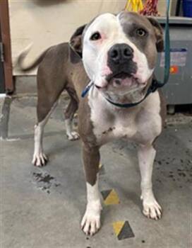A885885 -  Pit Bull Terrier Dog for Adoption in Camarillo, California - A885885 | PetCurious