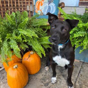Ally -  Mixed Breed Dog for Adoption in Avon, Ohio - Ally | PetCurious