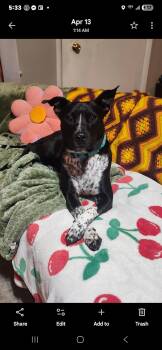 Rescue Australian Cattle Dog Blue Heeler and Pit Bull Terrier Dogs for Adoption in Springfield, Missouri - Aurio | PetCurious