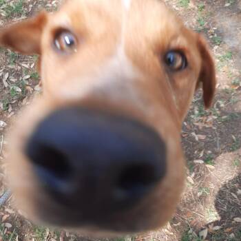 Labrador Retriever Dogs Available for Adoption in Corpus Christi, Texas - Dewey | PetCurious