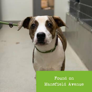 Thelma -  Pit Bull Terrier and Mixed Breed Dog for Adoption in Lynchburg, Virginia - Thelma | PetCurious