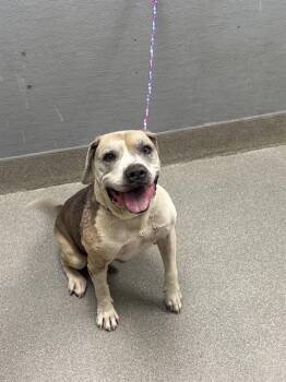 BIGGY -  Pit Bull Terrier Dog for Adoption in Las Vegas, Nevada - BIGGY | PetCurious