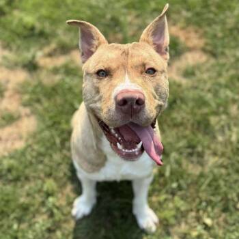 Mixed Breed Dogs Available for Adoption - Bruno 250466 | PetCurious