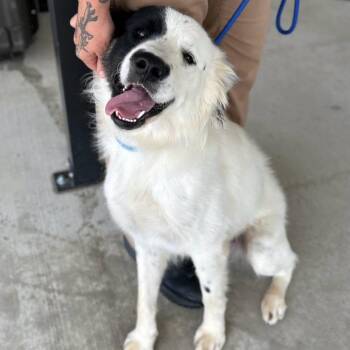 Rex -  Australian Shepherd Dog for Adoption in Manchester, Tennessee - Rex | PetCurious