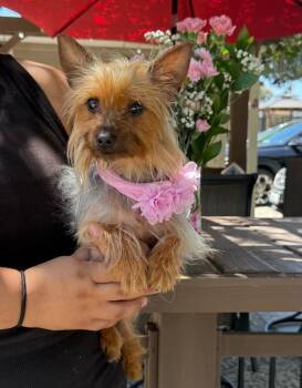 Sally -  Silky Terrier Dog for Adoption in Temecula, California - Sally | PetCurious