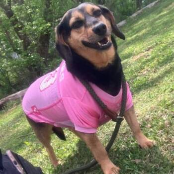 Beagle Dogs Available for Adoption - Buttons | PetCurious