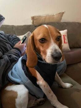 Stevie -  Beagle Dog for Adoption in Breinigsville, Pennsylvania - Stevie | PetCurious