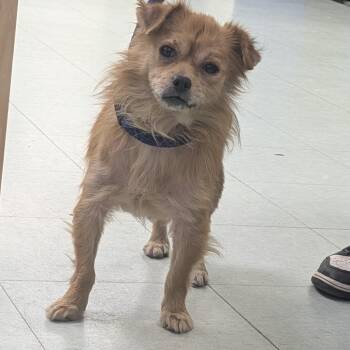Toby -  Pomeranian Dog for Adoption in Philadelphia, Pennsylvania - Toby | PetCurious