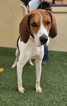 Treeing Walker Coonhound Dogs Available for Adoption - Seymour | PetCurious
