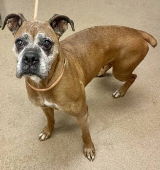 Rescue Mixed Breed Dogs for Adoption in Chamblee, Georgia - Penelope | PetCurious