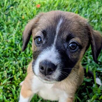 Mason -  Jack Russell Terrier and Hound Dog for Adoption in Pensacola, Florida - Mason | PetCurious