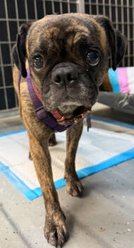 Rescue Pug and Boston Terrier Dogs for Adoption in Ventura, California - Pixy | PetCurious