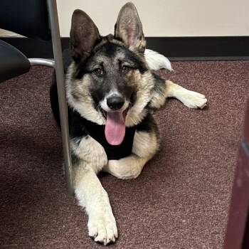 673 (2026) Jasper -  German Shepherd Dog and Mixed Breed Dog for Adoption in Parker, Colorado - 673 (2026) Jasper | PetCurious